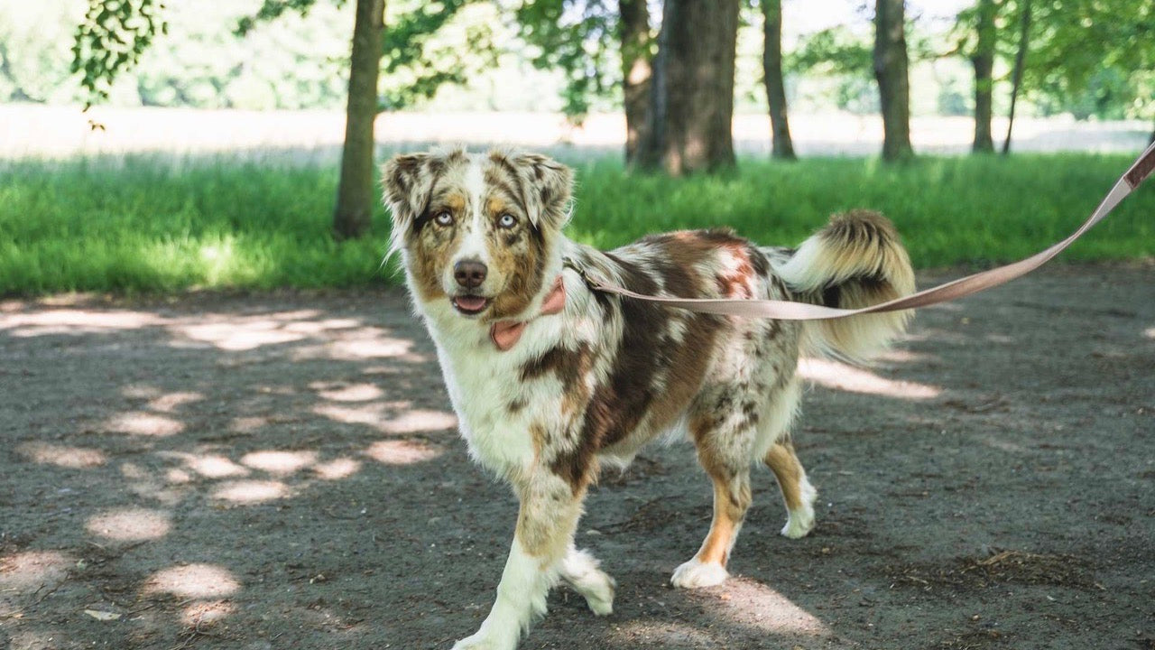 STRIKK maatwerk strikje voor hond